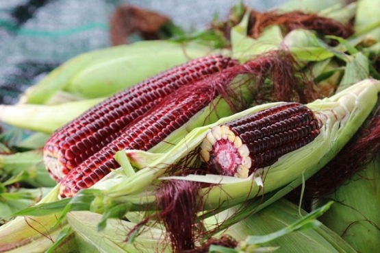 Giống bắp 'nữ hoàng đỏ' mang lại nguồn thu lợi 'khủng'